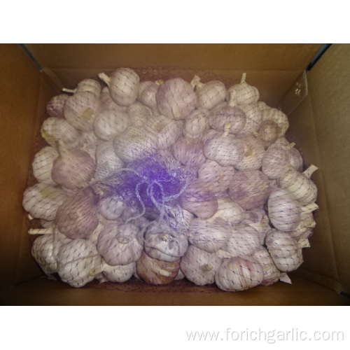 Export Normal White Garlic